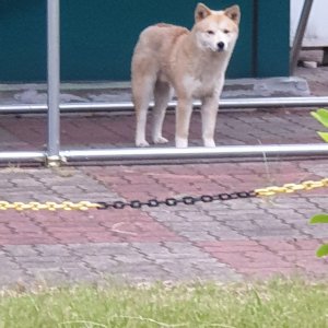 강아지 주인을 찾습니다 시바 부산광역시 북구