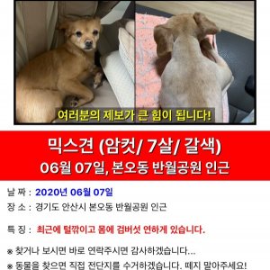 강아지를 찾습니다 믹스견 경기도 안산시 상록구