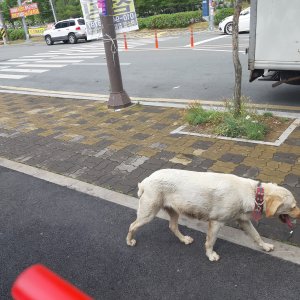 강아지 목격 골든리트리버 경상남도 김해시