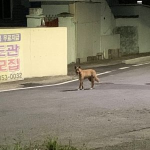 강아지 목격 믹스견 경상북도 경산시