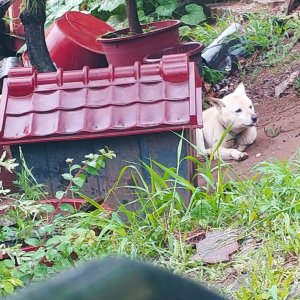 강아지 구조 믹스견 경기도 고양시 덕양구