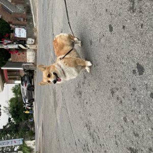 강아지를 찾습니다 웰시코기펨브로크 대전광역시 유성구