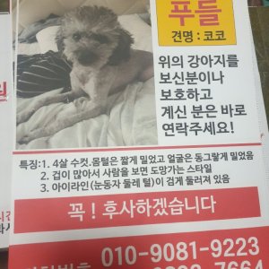 강아지를 찾습니다 푸들/미니어처푸들 부산광역시 사하구