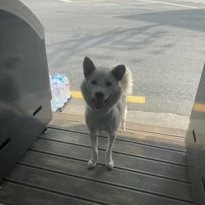 강아지 주인을 찾습니다 강아지 전단지