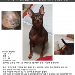 강아지를 찾습니다 미니어쳐핀셔 서울특별시 양천구