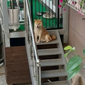 강아지를 찾습니다 시바 부산광역시 사하구