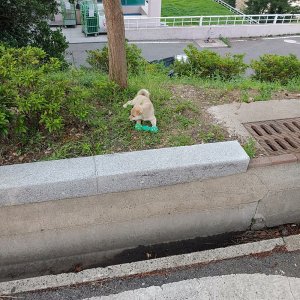 강아지 주인을 찾습니다 믹스견 경상북도 포항시 북구