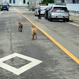 강아지 주인을 찾습니다 믹스견 경기도 시흥시