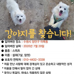 강아지 실종 제퍼니즈스피츠 경기도 수원시 장안구