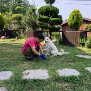 강아지를 찾습니다 진돗개 부산광역시 기장군