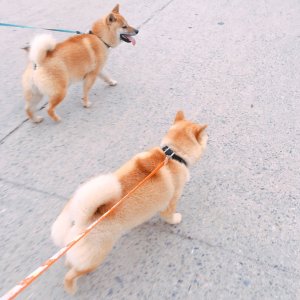 강아지 실종 시바 경기도 남양주시