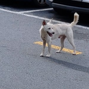 강아지 주인을 찾습니다 믹스견 대구광역시 북구