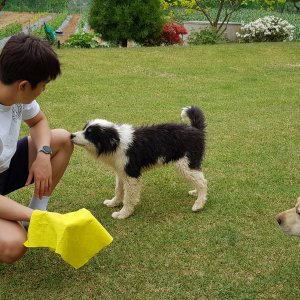 강아지를 찾습니다 믹스견 경기도 안성시