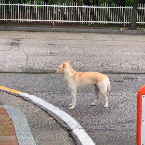 강아지 주인을 찾습니다 강아지 전단지