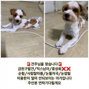 강아지 구조 믹스견 서울특별시 금천구