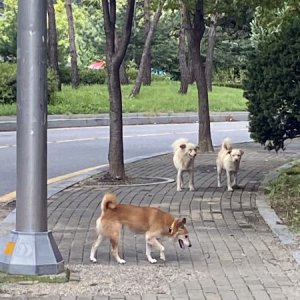 강아지 주인을 찾습니다 강아지 전단지