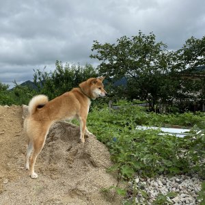 강아지를 찾습니다 시바 전라남도 보성군