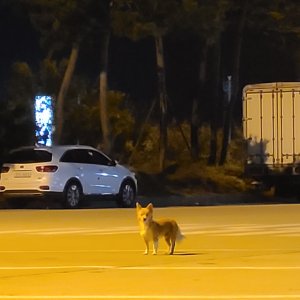 강아지 주인을 찾습니다 강아지 전단지