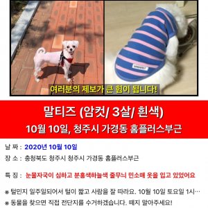 강아지 실종 말티즈 충청북도 청주시 흥덕구