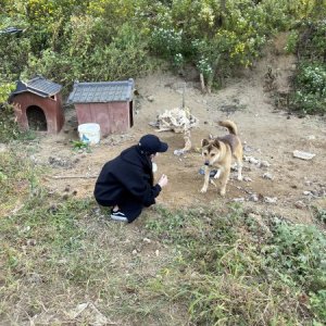 강아지 주인을 찾습니다 진돗개 경기도 하남시