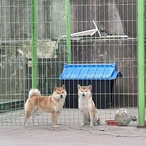 강아지를 찾습니다 시바 경기도 화성시