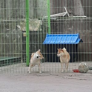 강아지 실종 시바 경기도 화성시