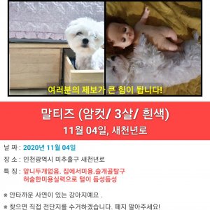 강아지를 찾습니다 말티즈 인천광역시 미추홀구