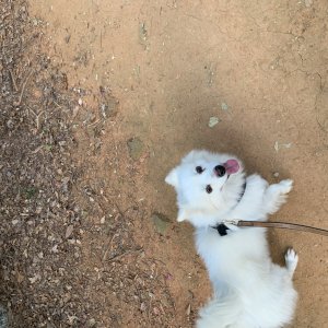 강아지 실종 믹스견 경기도 광명시