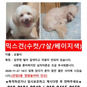 강아지를 찾습니다 강아지 전단지