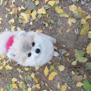강아지를 찾습니다 포메라니언 인천광역시 서구