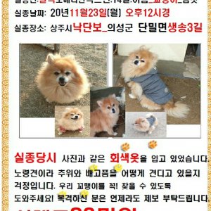 강아지를 찾습니다 강아지 전단지