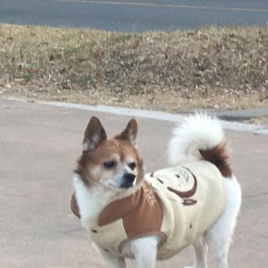 강아지 주인을 찾습니다 강아지 전단지