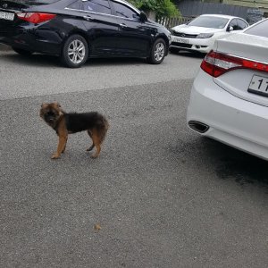 강아지를 찾습니다 믹스견 충청남도 아산시