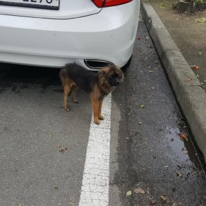 강아지 실종 믹스견 충청남도 아산시