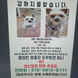 강아지를 찾습니다 요크셔테리어 경상북도 경산시