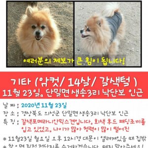 강아지를 찾습니다 믹스견 경상북도 의성군