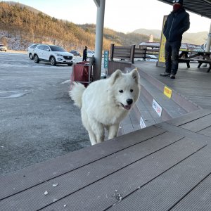 강아지 주인을 찾습니다 강아지 전단지