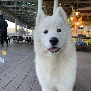 강아지 주인을 찾습니다 강아지 전단지