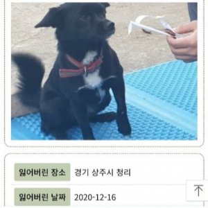 강아지를 찾습니다 믹스견 경상북도 상주시