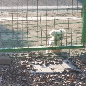 강아지 주인을 찾습니다 말티즈 경상남도 양산시