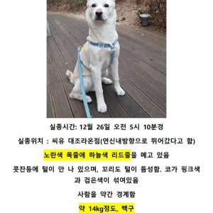 강아지를 찾습니다 진돗개 서울특별시 은평구