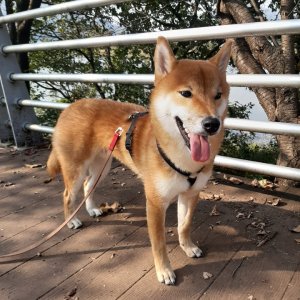 강아지 실종 시바 경기도 광주시