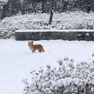 강아지 주인을 찾습니다 믹스견 충청남도 부여군