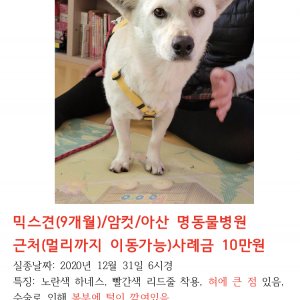 강아지를 찾습니다 믹스견 충청남도 아산시