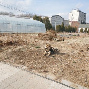 강아지 주인을 찾습니다 강아지 전단지