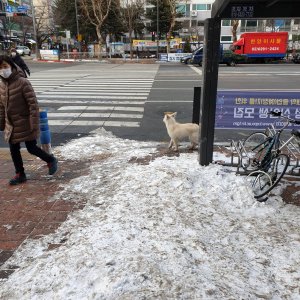 강아지 목격 믹스견 경기도 광명시