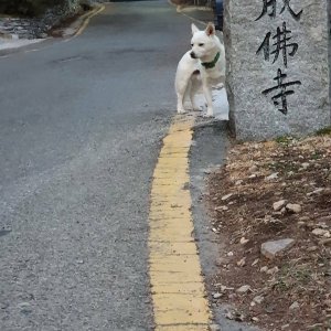 강아지 주인을 찾습니다 강아지 전단지