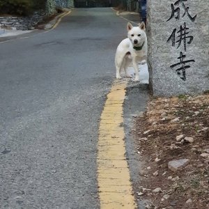 강아지 주인을 찾습니다 진돗개 부산광역시 해운대구