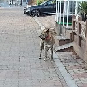 강아지 주인을 찾습니다 기타견종 전라북도 김제시