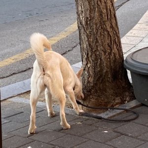 강아지 목격 기타견종 대구광역시 서구